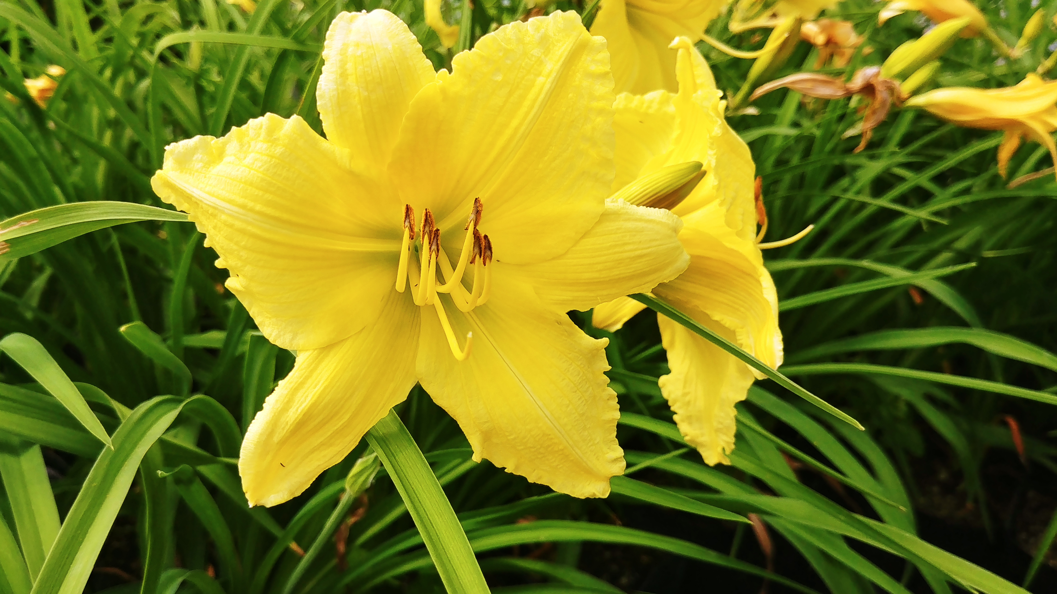 Hemerocallis 'Happy Returns'